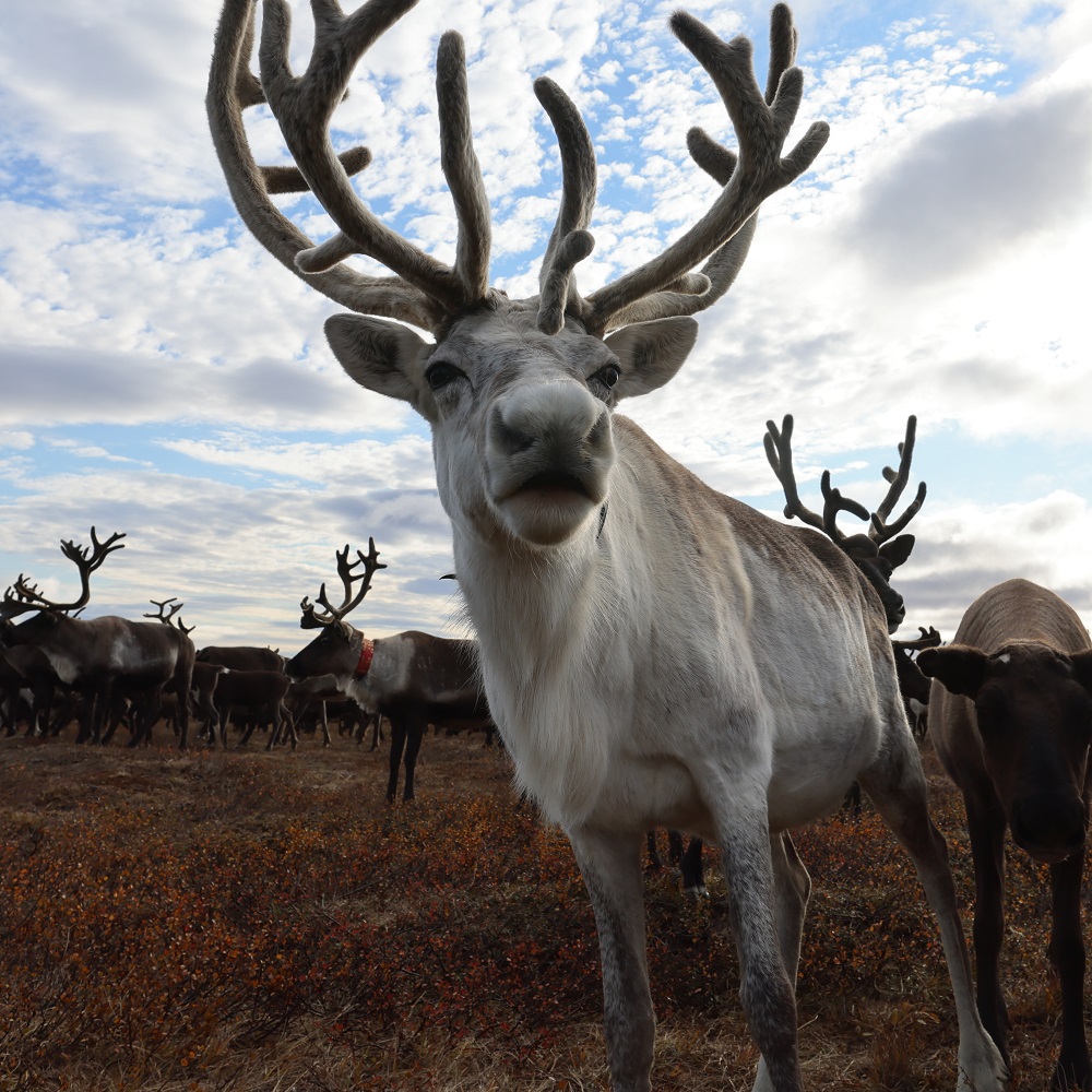 Называем дату проката «Цинги» и публикуем первые отзывы критиков